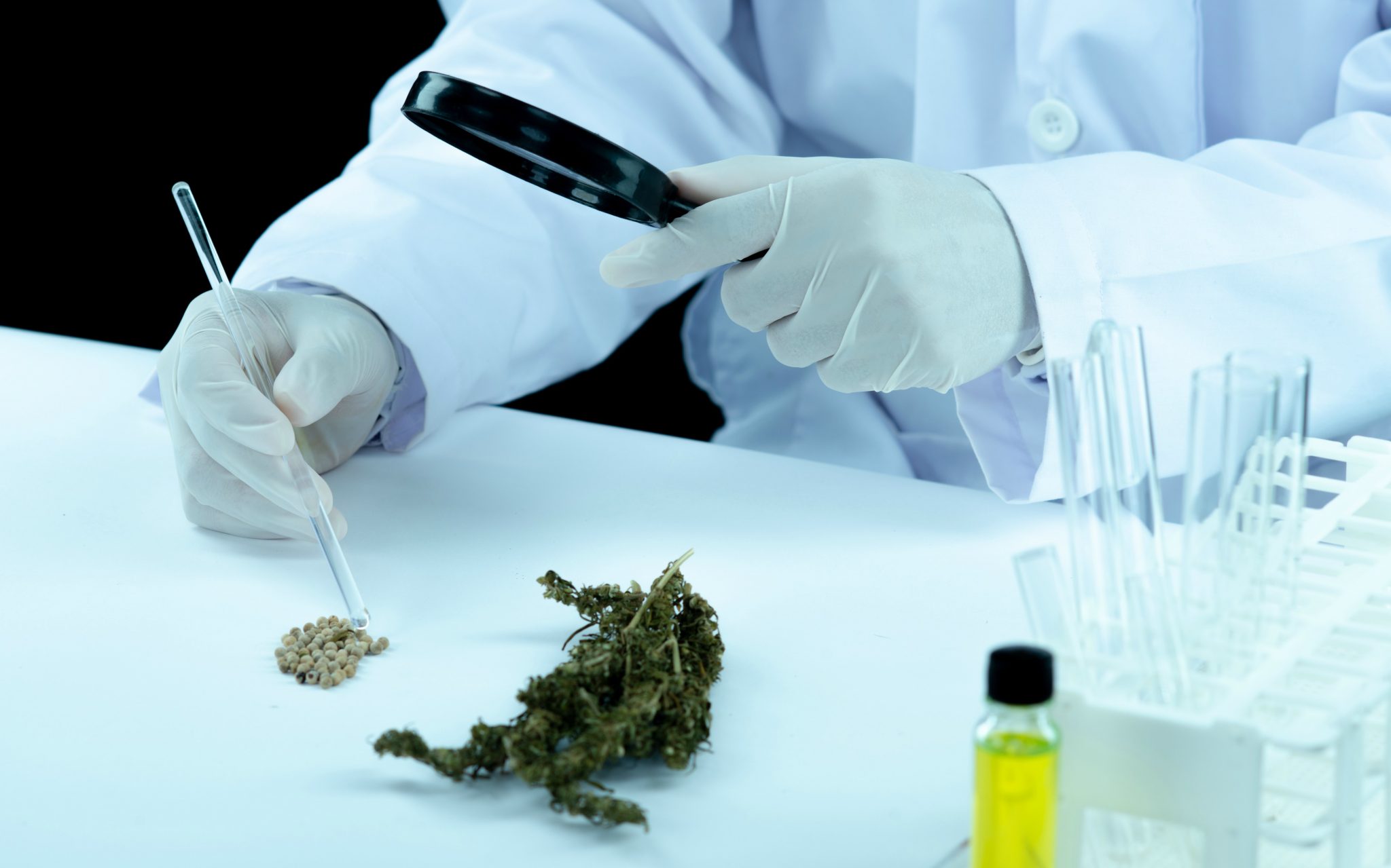Produtos de Cannabis já podem ser solicitados na Anvisa