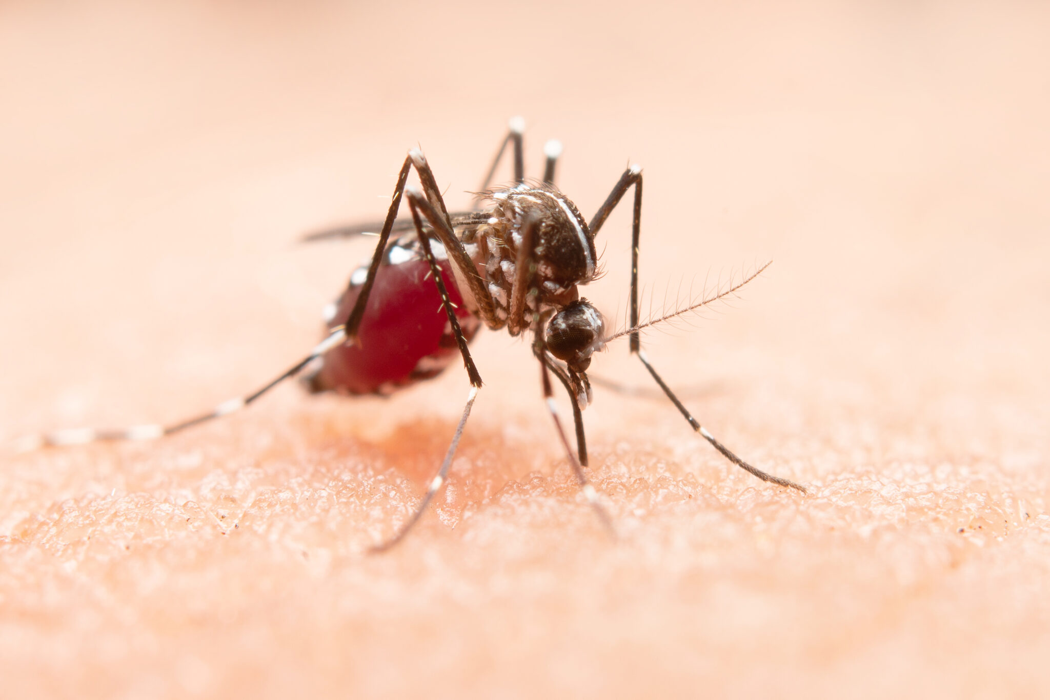 Medicamentos para combater sintomas da dengue vendem mais em 2022