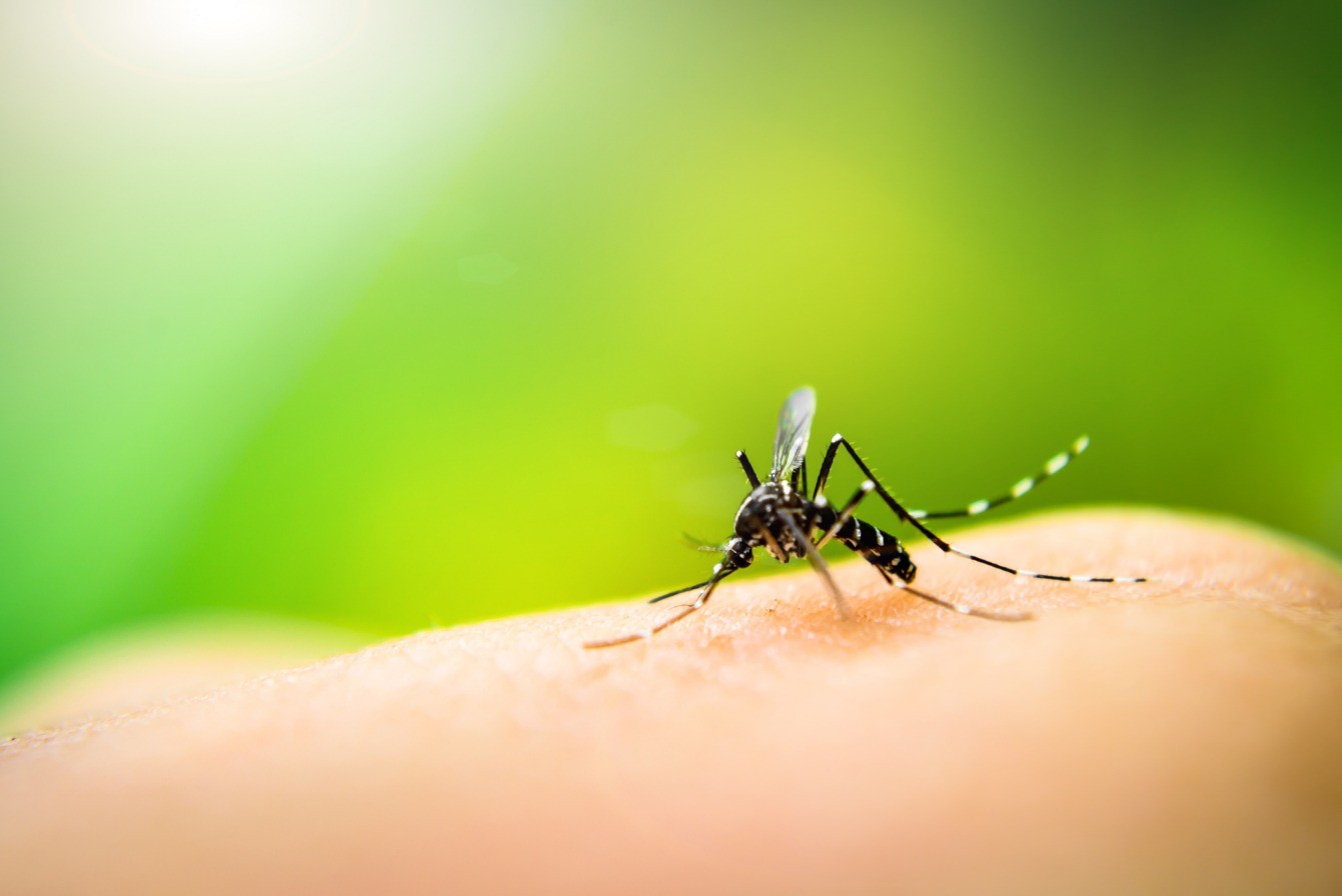 MedLevensohn revela aumento de procura por testes de dengue