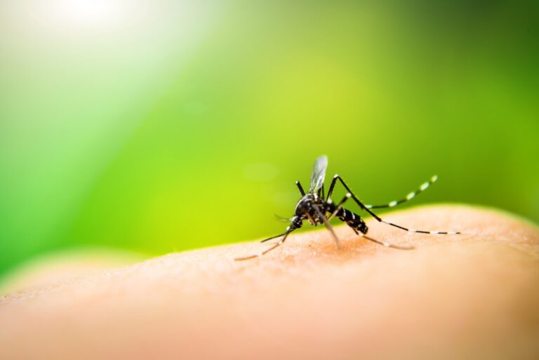Farmacêuticos traçam perfil epidemiológico da dengue no Nordeste