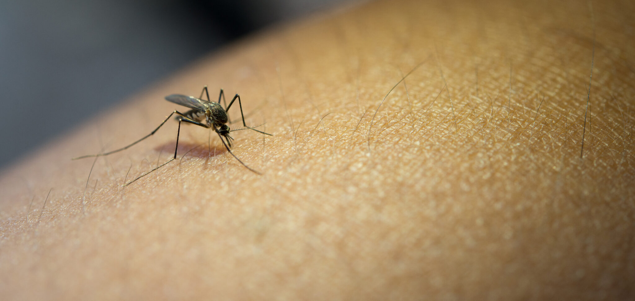 DPSP começa a oferecer testes para detecção da dengue