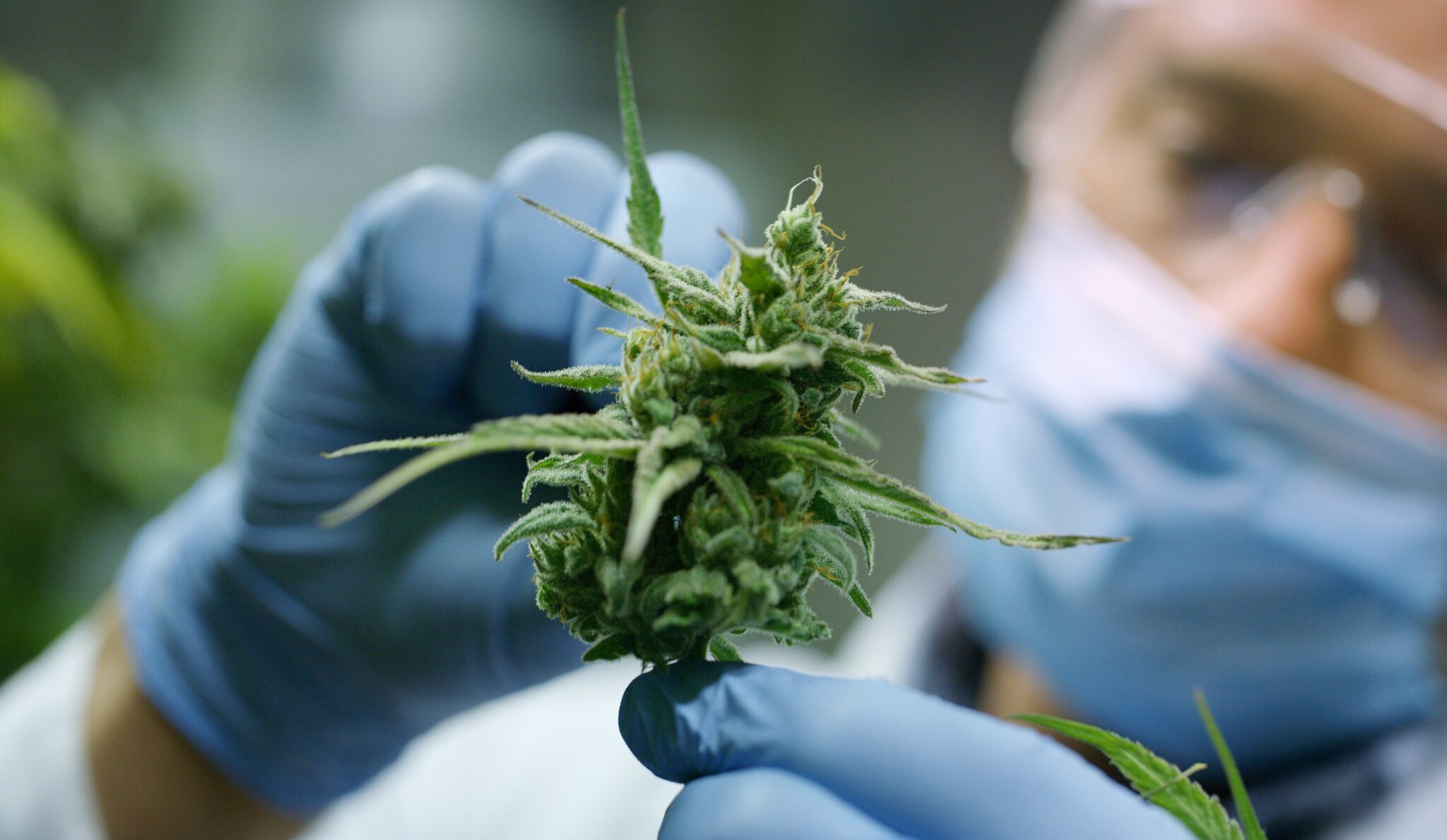 Ease Labs recebe aprovação para produção de tratamento com Cannabis no Brasil