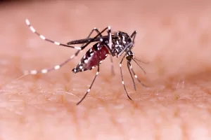 Número de casos de dengue bate recorde da série histórica e supera os últimos 20 anos
