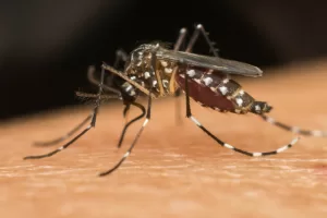 Bairros de SP com epidemia de dengue mais do que dobram em uma semana