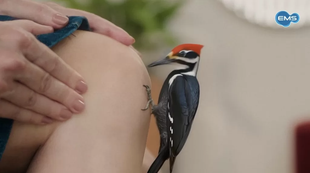 EMS lança BengPro e estreia campanha que reforça nova fase de Bálsamo Bengué