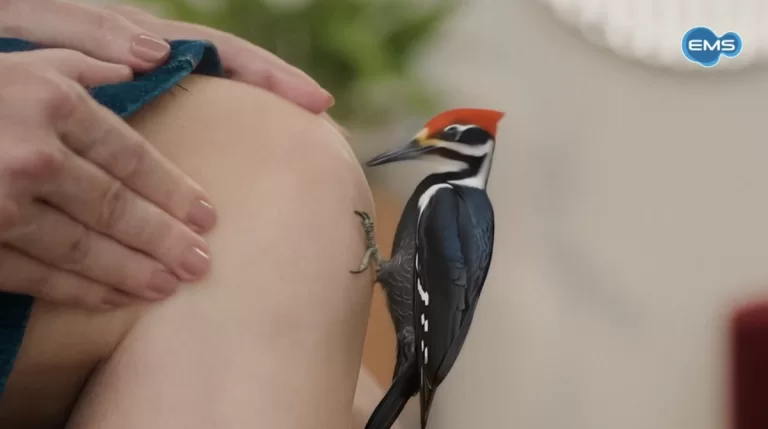 EMS lança BengPro e estreia campanha que reforça nova fase de Bálsamo Bengué