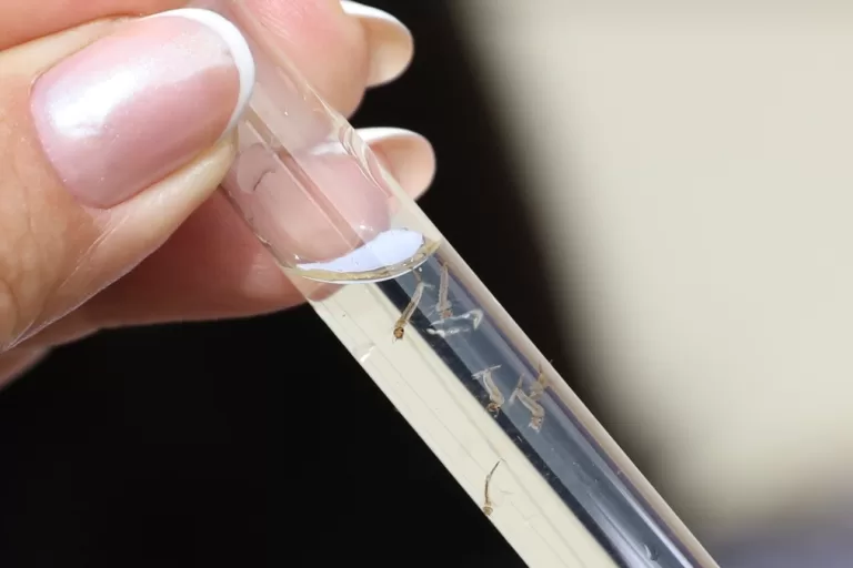 Carnaval acende alerta para testagem rápida da dengue