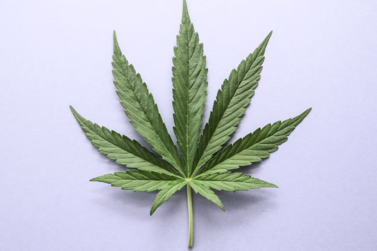 Empresa carioca inicia venda de medicamento à base de cannabis em farmácias